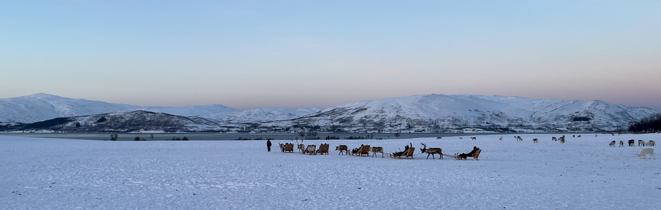 Sámi reindeer experience